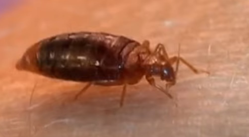 빈대 (Bed bugs)